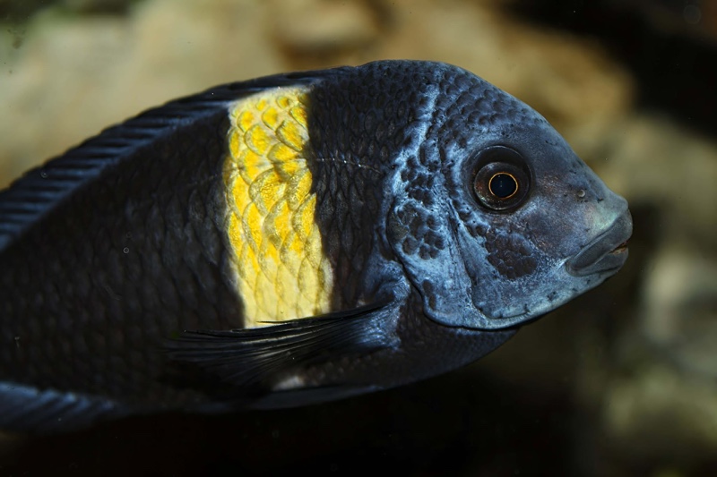 Tropheus duboisi 'Halembe'